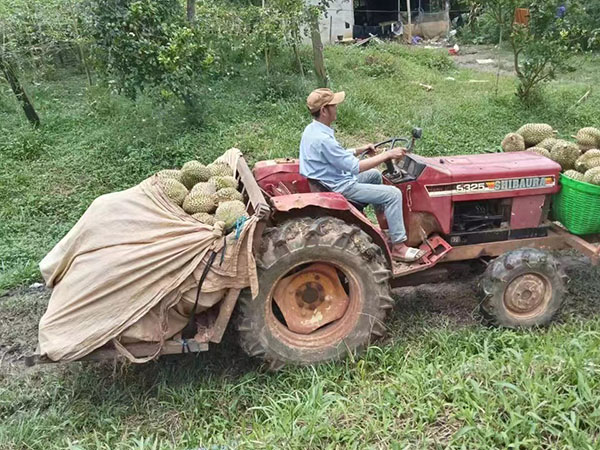 榴莲采摘